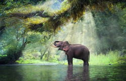 Navigator of the Seas